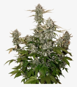 Candy Dawg Kush Autoflower - Og Candy Dawg Kush Auto Seedstockers, HD Png Download, Free Download