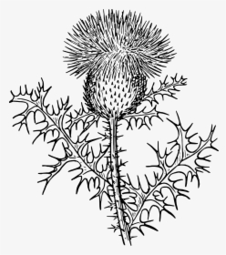Thistle Black And White Clipart, HD Png Download, Free Download