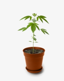 Smart Plant Sensor Cannabis, HD Png Download, Free Download