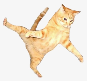 Cat Flying Flyingcat Orangecat Orange Color Play - Flying Cat No Background, HD Png Download, Free Download