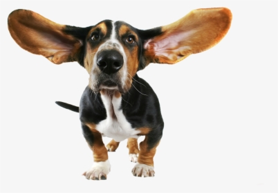 Dog Ears Png - Funny Dog Png, Transparent Png, Free Download