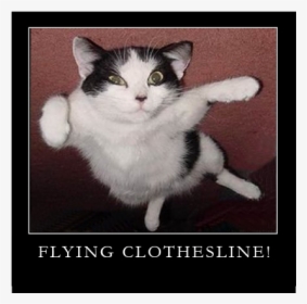 Flying Cat, HD Png Download, Free Download