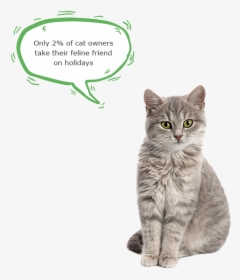 Only 2% Of Cat Owners Take Their Feline Friend On Holidays - Warm Blooded Animals Examples, HD Png Download, Free Download