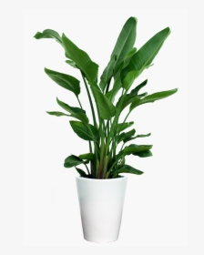 Transparent Potted Plants Png - Indoor Small Plant Png, Png Download, Free Download