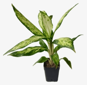 Transparent Indoor Plant Png - Plants Png Hd, Png Download, Free Download