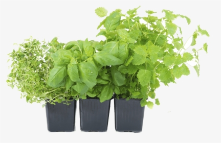 House Plant Png Download - Herbs Png, Transparent Png, Free Download