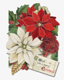 Poinsettia, HD Png Download, Free Download