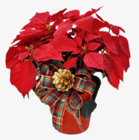 Poinsettia Christmas Gift Idea, HD Png Download, Free Download