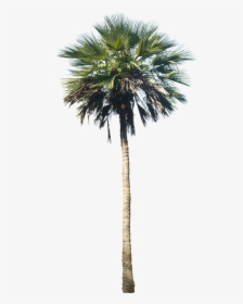 Palm Tree In Planter, HD Png Download, Free Download