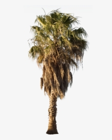 Mexican Fan Palm Tree Png, Transparent Png, Free Download