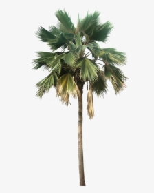 Washingtonia Palm Tree Png - Palm Tree Png, Transparent Png, Free Download