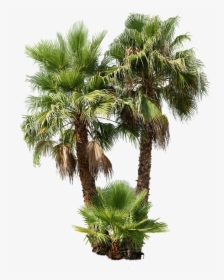 Washingtonia Robusta Png, Transparent Png, Free Download