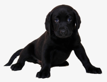 Black Lab Puppy White Background, HD Png Download, Free Download