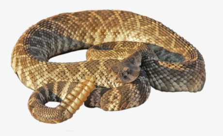 Rattlesnake Png - Rattle Snake No Background, Transparent Png, Free Download