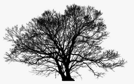 Tree Silhouette Arborist Branch - Winter Tree Silhouette Png, Transparent Png, Free Download