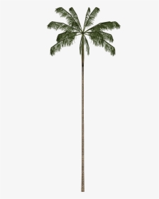 Borassus Flabellifer - Acai Palm Tree Png, Transparent Png, Free Download