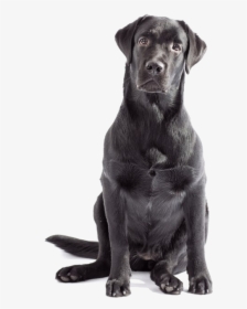 Labrador Retriever Png - Transparent Labrador Png, Png Download, Free Download