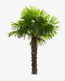 Fan Palm Trees - Palm Tree Washingtonia Filifera, HD Png Download, Free Download