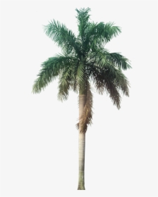 Transparent Background Palm Tree Png, Png Download, Free Download