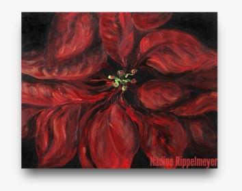 Poinsettia, HD Png Download, Free Download