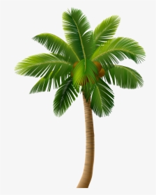 Transparent Black Palm Tree Png - Palm Tree Illustration Png, Png Download, Free Download