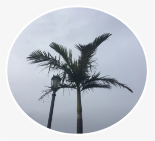 #palmtrees #pngstickerremix #pngstickers #png South - Desert Palm, Transparent Png, Free Download