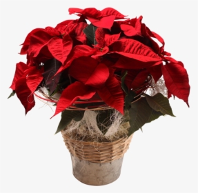 Poinsettia, HD Png Download, Free Download