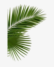 Party Png - Palm Tree Leaves Png Transparent, Png Download, Free Download