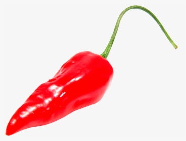 Red Chili Pepper Png Image Png Transparent Best Photos - Red Hot Pepper Png, Png Download, Free Download