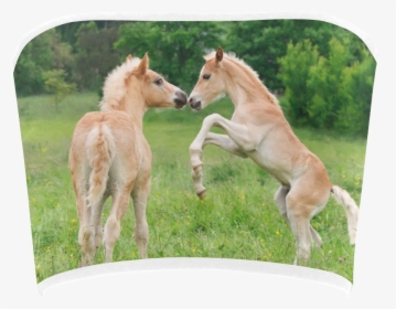 Transparent Foal Png - Haflinger Foal, Png Download, Free Download