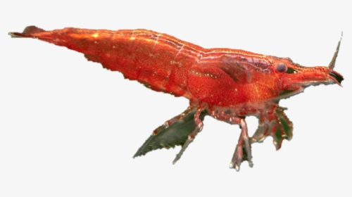 Cherry Shrimp Png Transparent Image - Caridean Shrimp, Png Download, Free Download