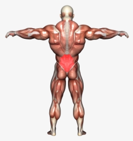 Back Day Workout, HD Png Download, Free Download