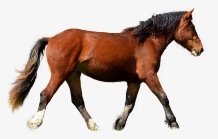 Horse, Isolated, Brown, Animal, Brown Horse, Mane, - Png Hewan Kuda, Transparent Png, Free Download