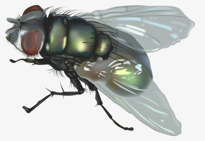 Flying Bug Png - Fly Png, Transparent Png, Free Download