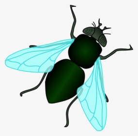 Fly, Bug, Insect - House Fly Clipart, HD Png Download, Free Download