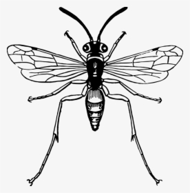 Insect, Bug, Flying, Wing, Wild, Delicate, Outdoors - Rhagio Scolopaceus, HD Png Download, Free Download