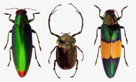 Beetles, Insects, Nature, Macro, Flying Insect - Coleotteri Png, Transparent Png, Free Download
