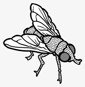 Big Image - Fly Clipart Black And White, HD Png Download, Free Download