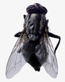 Fly Png Image - Horsefly Png, Transparent Png, Free Download