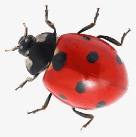 Lady Bug, HD Png Download, Free Download