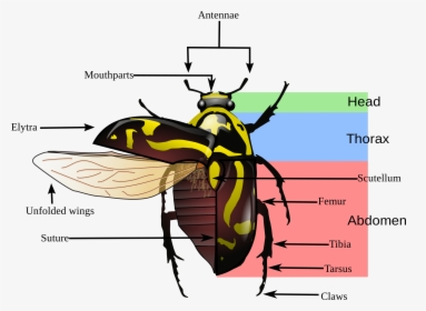 Variegated Mud Loving Beetle Diagram, HD Png Download, Free Download