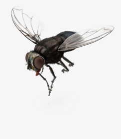Fly - Png Transparent Background Fly Png, Png Download, Free Download