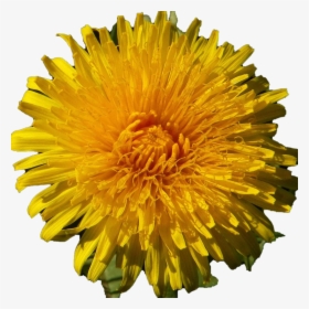 Dandelion, HD Png Download, Free Download