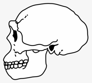 Erectus Skull - Homo Habilis Skull Art, HD Png Download, Free Download