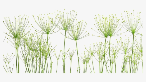 Dandelion Png Image - พื้น หลัง เรียบ, Transparent Png, Free Download