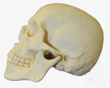 File - Skull-lateral - Skull, HD Png Download, Free Download
