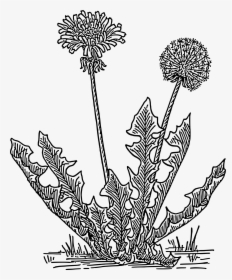 Dandelion Clip Arts - Grass Clip Art, HD Png Download, Free Download