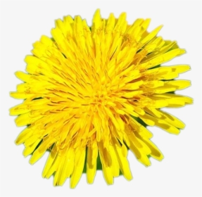 Dandelion, HD Png Download, Free Download