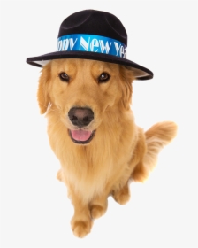 New Years Eve Dog, HD Png Download, Free Download