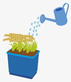 Rice Can Also Be Grown In A Bucket Or Planter At Home, HD Png Download, Free Download
